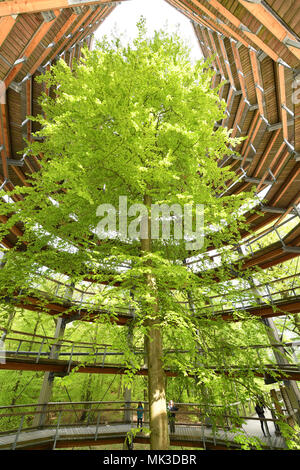 05 Mai 2018, Deutschland, Prora: Touristen sind auf den Weg durch die 40 Meter hohe Aussichtsplattform, das Herz des 1250 Meter langen treetop Walk. Der hölzerne Turm in der Form eines Horst umgibt eine Rotbuche und ist an den natürlichen Heritage Center in einem Buchenwald auf der Insel Rügen entfernt. Der Weg in den Turm geht bis 600 Meter und bietet einzigartige Einblicke in das Leben und die Entwicklung der Buche. Die Aussichtsplattform mit einer Gesamthöhe von 82 Metern über dem Meeresspiegel bietet einen weiten Blick über die Mecklenburger Landschaft. Das natürliche Erbe liegt, wird durch die über 1.900 Hektar umgeben Stockfoto