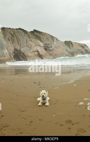 Hund Westh Highland White Terrier genießen Sie einen Tag am Strand mit Formationen des Flysch Typ des Paläozän Geopark baskischen Route der UNESCO. Schießen Gam Stockfoto