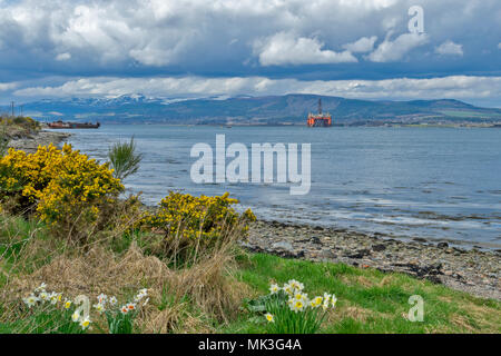 CROMARTY FIRTH SCHOTTLAND EINER STILLGELEGTEN ÖLPLATTFORM bei Reparaturarbeiten liegen aus INVERGORDON MIT FRÜHLING NARZISSEN AM UFER Stockfoto