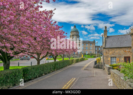 DR GREYS KRANKENHAUS ELGIN Moray in Schottland IM FRÜHJAHR AVENUE VON PINK CHERRY TREE BLOSSOM UND URSPRÜNGLICHEN HAUS AUF DEM GRUNDSTÜCK Stockfoto