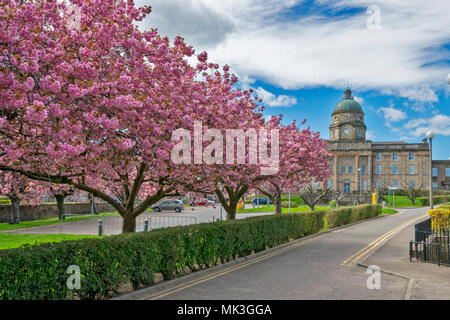 DR GREYS KRANKENHAUS ELGIN Moray in Schottland IM FRÜHJAHR AVENUE VON PINK cherry tree blossom Stockfoto