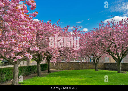 DR GREYS KRANKENHAUS ELGIN Moray in Schottland im Frühjahr mit Bäumen IN DEN ABGEDECKTEN GRÜNDEN IN ROSA BLÜTE Stockfoto