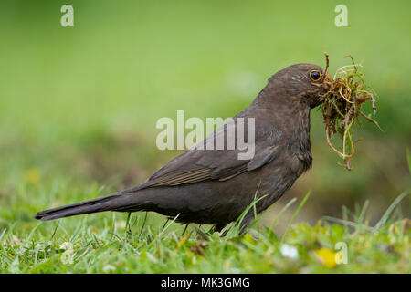 Eine weibliche Amsel (Turuds merula) mit einem Schnabel voller Nistmaterial aus dem Garten Teich Rand sammeln, Hastings, East Sussex, England, Großbritannien Stockfoto