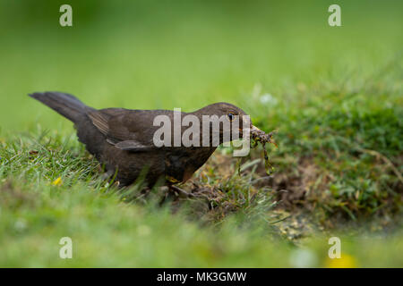 Eine weibliche Amsel (Turuds merula) mit einem Schnabel voller Nistmaterial aus dem Garten Teich Rand sammeln, Hastings, East Sussex, England, Großbritannien Stockfoto