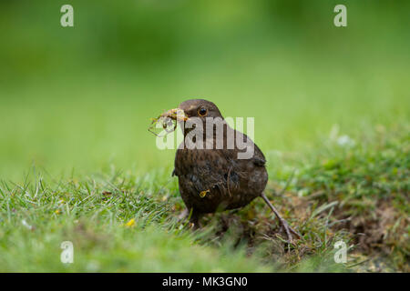 Eine weibliche Amsel (Turuds merula) mit einem Schnabel voller Nistmaterial aus dem Garten Teich Rand sammeln, Hastings, East Sussex, England, Großbritannien Stockfoto