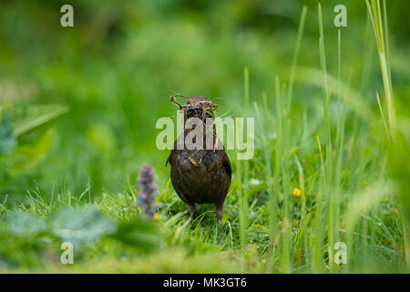 Eine weibliche Amsel (Turuds merula) mit einem Schnabel voller Nistmaterial aus dem Garten Teich Rand sammeln, Hastings, East Sussex, England, Großbritannien Stockfoto