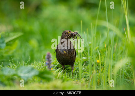 Eine weibliche Amsel (Turuds merula) mit einem Schnabel voller Nistmaterial aus dem Garten Teich Rand sammeln, Hastings, East Sussex, England, Großbritannien Stockfoto