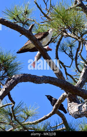 Zurück von Mensch zu Fuß die weißen Sandstrand auf der Caladesi Island State Park in Florida auf hellen, sonnigen Tag mit Sonnenschirme und Stühle für Touristen. Stockfoto