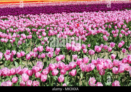 Bereich der Tulpen in Reihen am Skagit Valley Tulip Festival in Mount Vernon, WA, USA Stockfoto