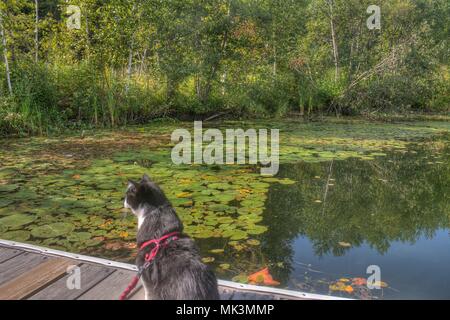 Luna das Abenteuer Kitty ist eine Katze explorer Wer reist der Mittelwesten und darüber hinaus auf der Suche nach neuen Dingen zu sehen und neue Orte zu besuchen. Stockfoto