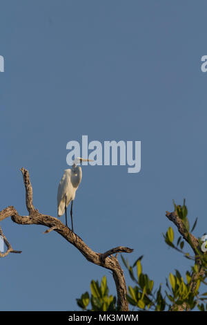 Silberreiher, aka die gemeinsame Reiher, Seidenreiher, oder große weiße Reiher. Majestätisch weiße Federn. Es ist ein großes, Heron, weiße, schwarze Beine plumaje Stockfoto