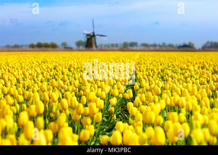 Tulpenfelder und Windmühle in Holland, Niederlande. Blühende Blume Felder mit roten und gelben Tulpen im holländischen Landschaft. Traditionelle Landschaft mit Stockfoto