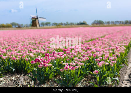 Tulpenfelder und Windmühle in Holland, Niederlande. Blühende Blume Felder mit roten und gelben Tulpen im holländischen Landschaft. Traditionelle Landschaft mit Stockfoto