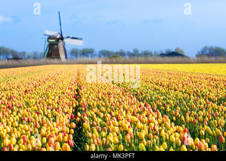 Tulpenfelder und Windmühle in Holland, Niederlande. Blühende Blume Felder mit roten und gelben Tulpen im holländischen Landschaft. Traditionelle Landschaft mit Stockfoto