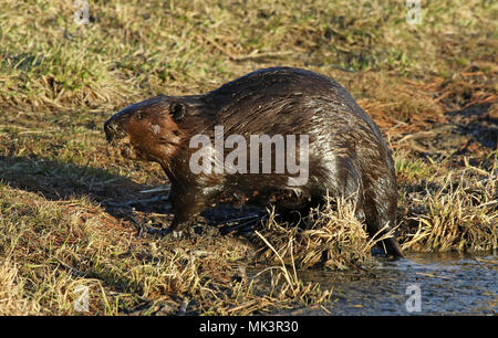 Ein Nordamerikanischer Biber (Castor canadensis) am Ufer eines Teiches in Kitchener, Ontario, Kanada. Stockfoto