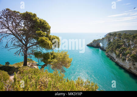 Grotta della Campana Piccola, Apulien, Italien - einsamer Baum an der Küste Stockfoto