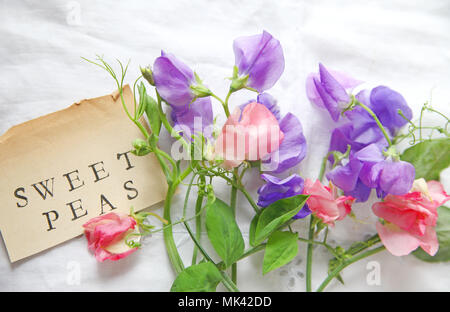 Frisches pink und lavendel - farbige Zuckererbsen auf Weiß öse Stoff mit den Worten "Sweet Peas' auf einem vintage Buch Seite Stockfoto