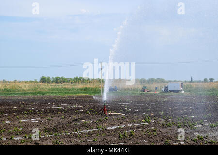 Das Bewässerungssystem im Bereich der Melonen. Die Bewässerung der Felder. Sprinklerschutz Stockfoto