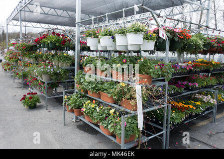 Ablagen und Regale voller Topfpflanzen und hängende Körbe von bunten Blumen für den Verkauf in einem runnings in Gloversville, NY, USA Stockfoto