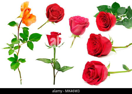 Reihe von schönen Rosen auf weißem Hintergrund. Schönheit in der Natur aus verschiedenen Blickwinkeln. Stockfoto