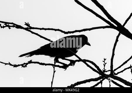 Silhouette einer Krähe in einem Baum im Stadtzentrum. Bergen, Norwegen Stockfoto