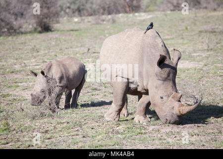 Weißes Quadrat - lippig Rhino Stockfoto