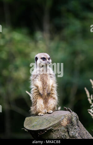 Ein einsamer Erdmännchen, sitzend auf einem Baumstamm auf Wache Stockfoto