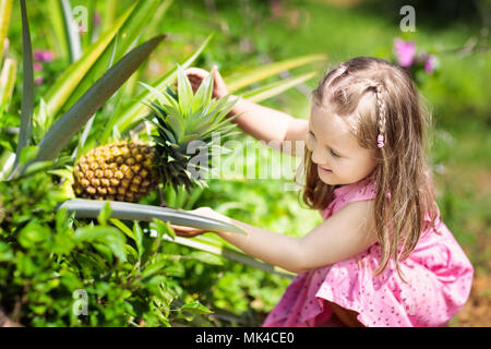 Kind auf Ananas Obstplantage. Kleines Mädchen beobachten Ananas wachsen. Kinder auf Obst Farm in Asien. Exotische Früchte. Ananas Obstgarten. Stockfoto