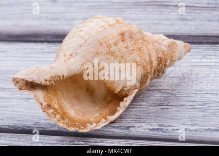 Leere Muschel maritimer Mollusken rapana. Seeschnecke gastropoden. Graues Holz- oberfläche Hintergrund. Stockfoto