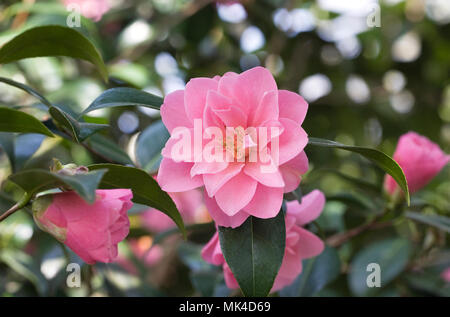 Camellia williamsii X'Daintiness' Blumen. Stockfoto