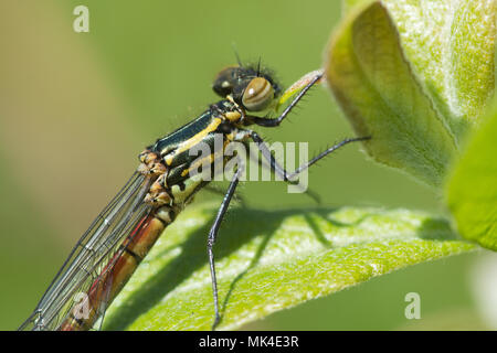 Große rote damselfly (Pyrrhosoma nymphula) auf Heather gehockt Stockfoto