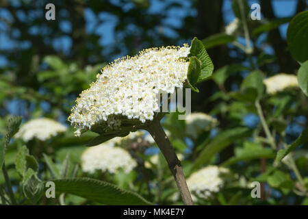 Die weißen Blüten der Wayfaring Baum (Viburnum lantana) in Surrey, UK, im Frühling Stockfoto