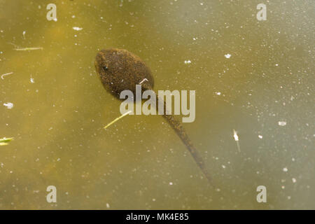 Kaulquappe Grasfrosch (Rana temporaria), mehrere Wochen alt, Schwimmen in einem Gartenteich Stockfoto