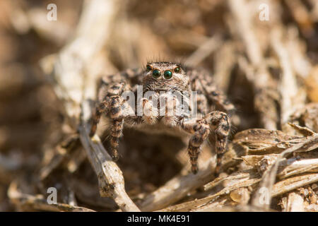 Makro einer jumping Spider (weiblich Aelurillus v-insignitus) in Surrey, Großbritannien Stockfoto