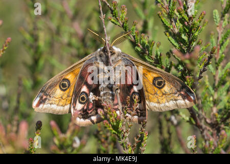 Männliche Kaiser Motte (Saturnia pavonia), im Moor Lebensraum an Crooksbury Gemeinsame, Surrey, Großbritannien Stockfoto