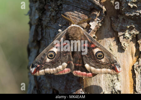 Männliche Kaiser Motte (Saturnia pavonia), im Moor Lebensraum, Surrey, Großbritannien Stockfoto