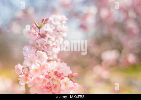Schöne rosa Malve Blumen im Garten Stockfoto