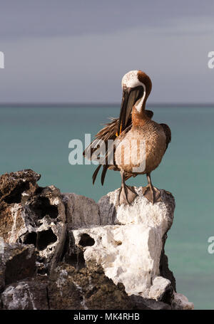 Braunpelikan (Pelecanus occidentalis urinator), Galapagos Unterarten, putzen, während er auf dem Rock, North Seymour, Galapagos Insel Stockfoto