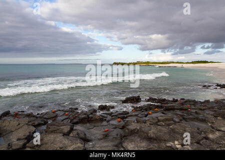 Sally Lightfoot Krabben (Grapsus grapsus) Spaziergang auf einem Lavafelsen durch den Ozean mit Menschen am Strand im Hintergrund an der North Seymour Insel, einem typischen Stockfoto