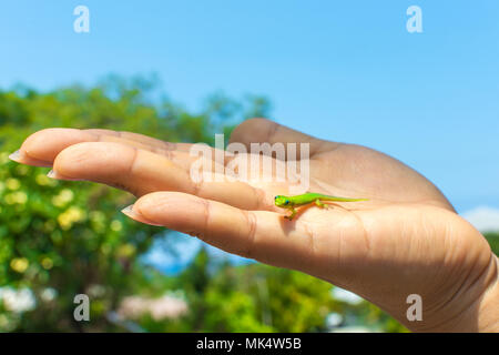 Eine kleine, niedliche, grün Hawaiian Goldstaub-taggecko in die Kamera starrt, während er in der einen Hand. Stockfoto