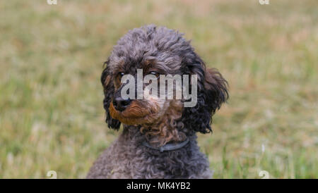 Adorable flauschige Sable Pudel Hund Stockfoto