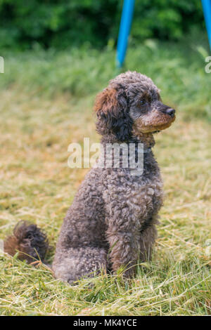 Adorable flauschige Sable Pudel Hund Stockfoto