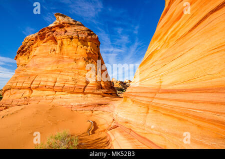 Bunte rote und goldene Streifen in Sandstein Felsformationen Cottonwood access Area South Coyote Buttes Vermilion Cliffs National Monument Arizona USA Stockfoto