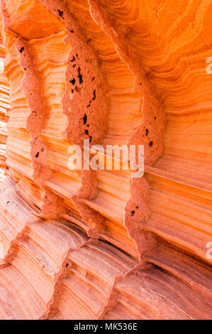 Nahaufnahme des zarten, zerbrechlichen Lamellen in erodiert Sandstein Paw Hole area access South Coyote Buttes von Vermilion Cliffs National Monument, Arizona. Stockfoto