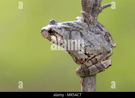 Grauer Baumstamm (Dryophytes [Hyla] versicolor) auf einem Baumzweig, Iowa, USA. Stockfoto