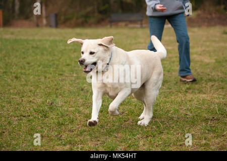 Issaquah, Washington, USA. 6 Jahr alten Englischen gelben Labrador, 'Murphy', laufen im Park, nachdem eine Kugel nur von seiner Besitzerin geworfen. (PR) (MR) Stockfoto