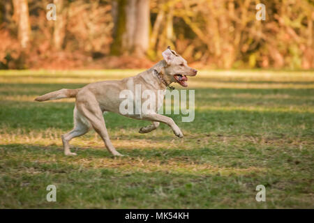 Issaquah, Washington, USA. Ein Jahr alten amerikanischen gelben Labrador, "Lily", laufen in einem Park. (PR) Stockfoto