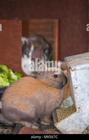 Häschen in ein Kaninchen käfig kaninchen Essen Pellets. (PR) Stockfoto