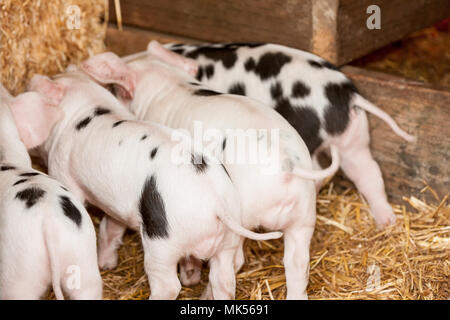 Nelke, Washington, USA. Ansicht der Rückseite vier Gloucestershire alten Spot Ferkel in einem Schuppen. (PR) Stockfoto