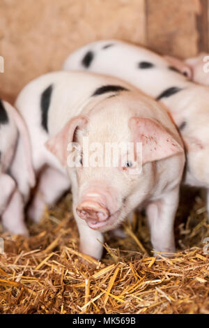 Nelke, Washington, USA. Gloucestershire alten Spot Ferkel in einem Schuppen. (PR) Stockfoto